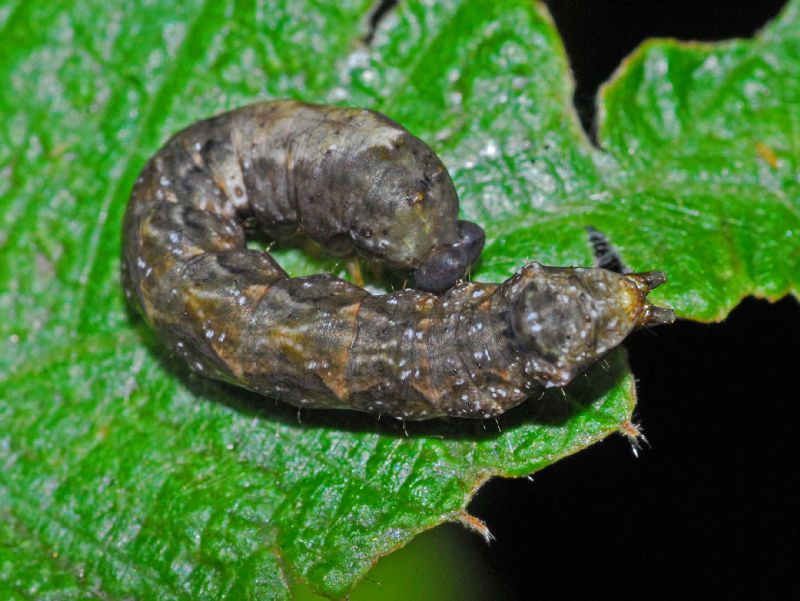 Un bruco ben mimetizzato: Thyatira batis - Drepanidae